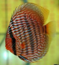 <i>Symphysodon discus</i> 