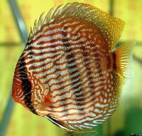 <i>Symphysodon discus</i> 