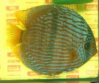 <i>Symphysodon discus</i> 