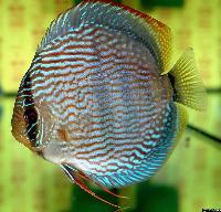 <i>Symphysodon discus</i> 