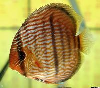 <i>Symphysodon discus</i> 