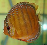 <i>Symphysodon aequifasciatus axelrodi</i> 