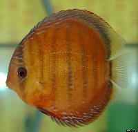 <i>Symphysodon aequifasciatus axelrodi</i> 