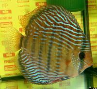 <i>Symphysodon aequifasciatus haraldi</i> 