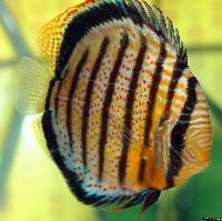 <i>Symphysodon aequifasciatus aequifasciatus</i> 