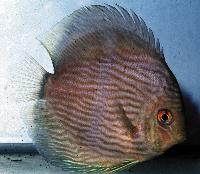 <i>Symphysodon discus</i> 