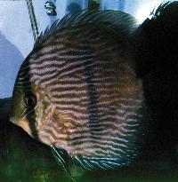 <i>Symphysodon discus</i> 