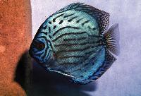 Striped turquoise Wattley