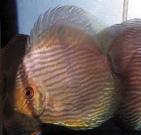 <i>Symphysodon discus</i>  