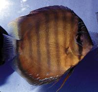 <i>Symphysodon aequifasciatus axelrodi</i> 