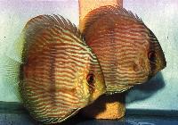 <i>Symphysodon discus</i> 