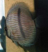 <i>Symphysodon discus</i> 