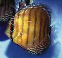 <i>Symphysodon aequifasciatus axelrodi</i> 