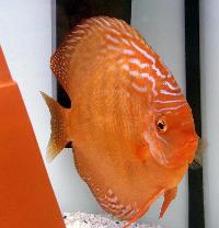 <i>Symphysodon aequifasciatus axelrodi</i> sp. 