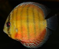 <i>Symphysodon aequifasciatus</i>