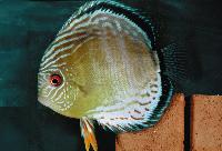 <i>Symphysodon aequifasciatus aequifasciatus</i>, tefe green