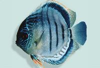 <i>Symphysodon</i> sp. 'övriga-blue striated powder blue'