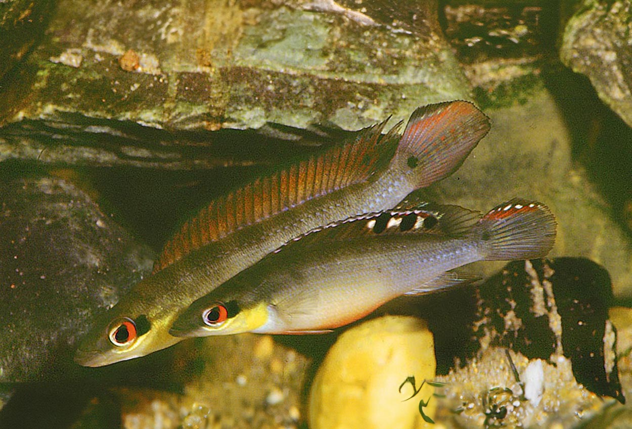 Foto på fisken Crenicichla regani