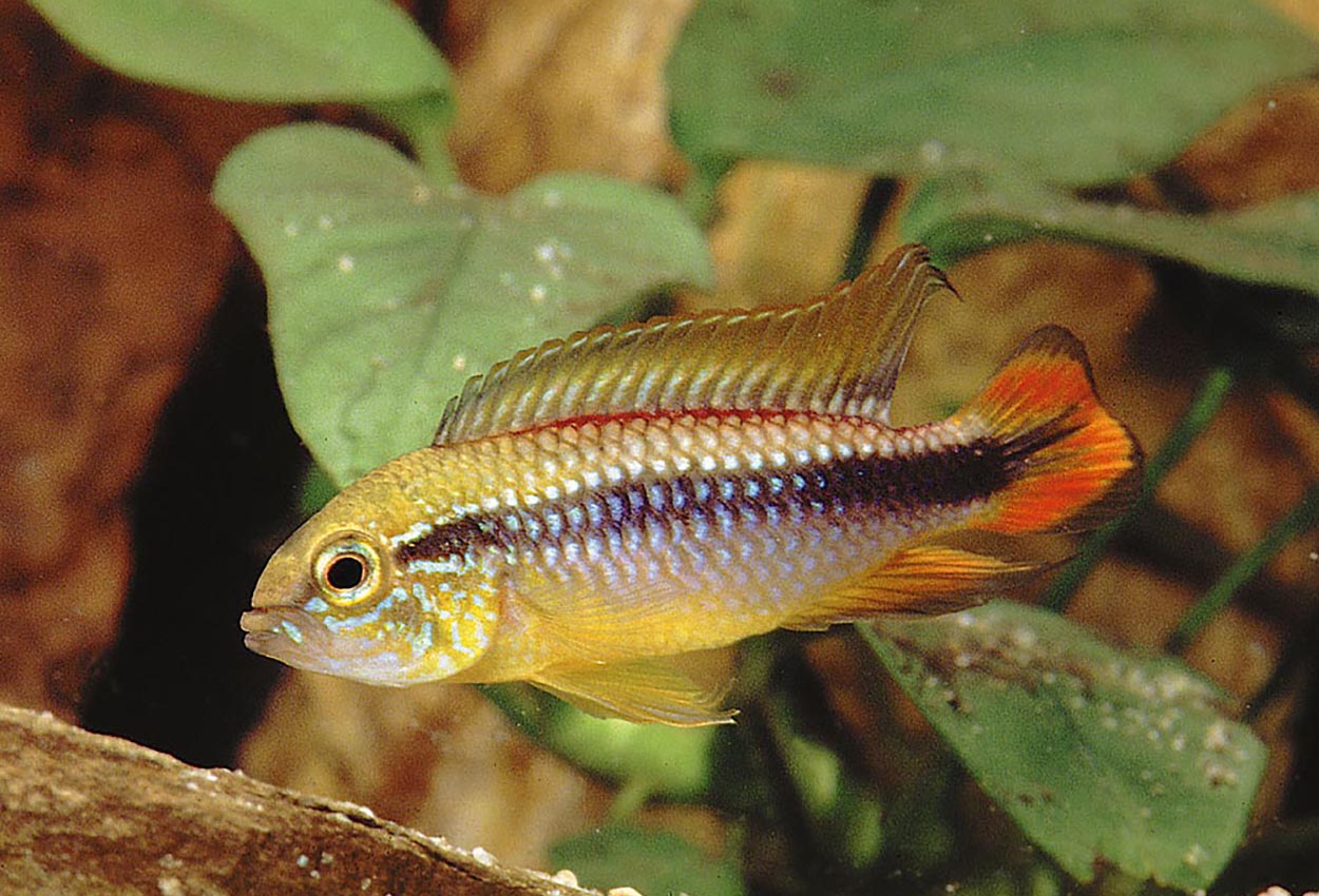 Foto på fisken Apistogramma agassizii