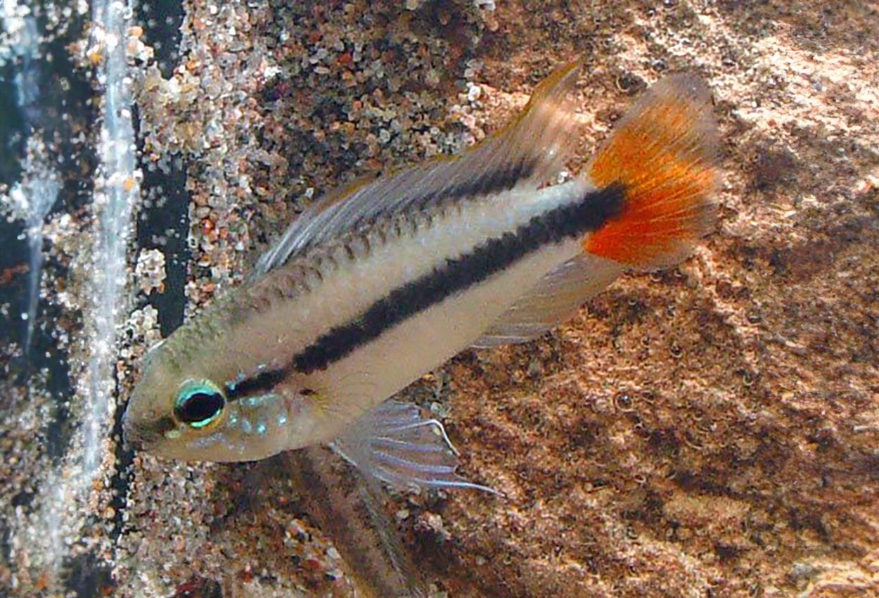 Mamoré-apistogramma, Maciliensisciklid