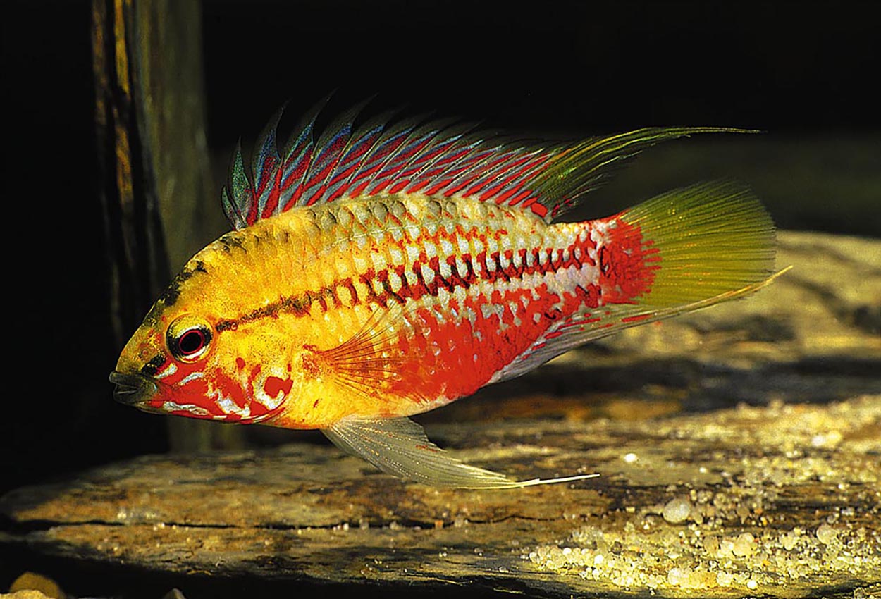 Foto på fisken Apistogramma hongsloi