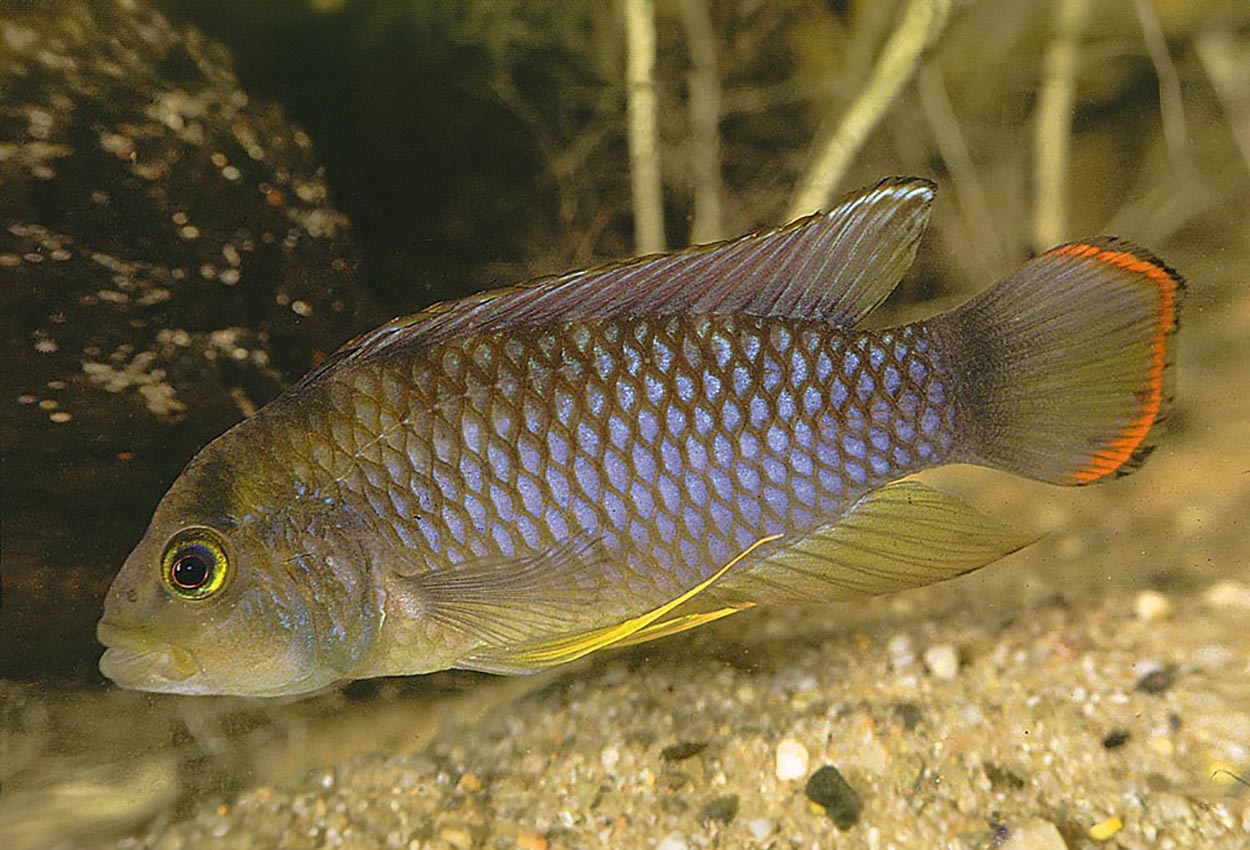 Foto på fisken Apistogramma nijsseni