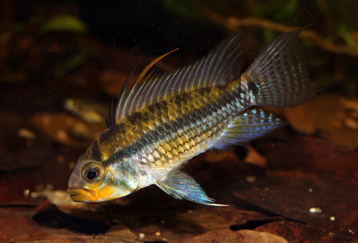 Foto på fisken Apistogramma allpahuayo