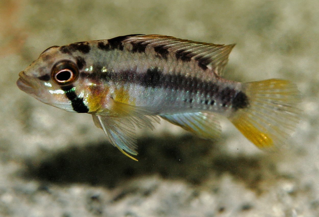 A177, Huascars/sunrise/sunpin apistogramma