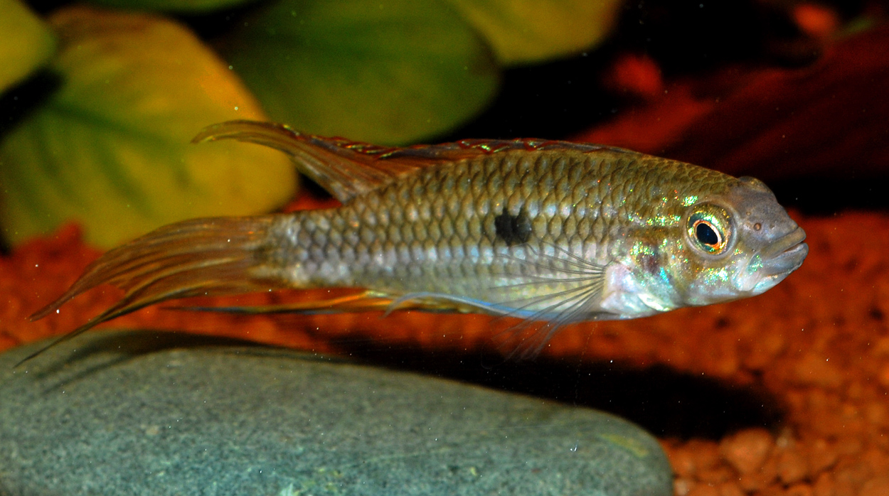 Apistogramma mendezi