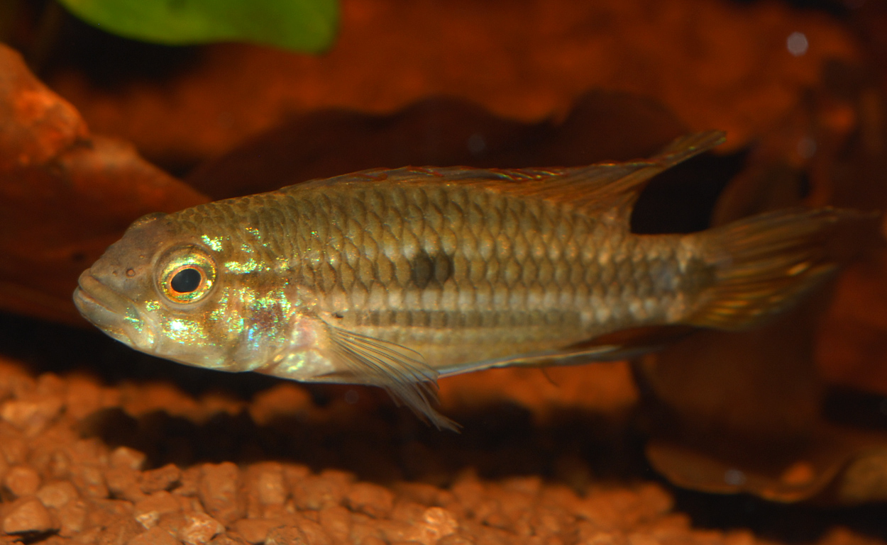 Apistogramma mendezi