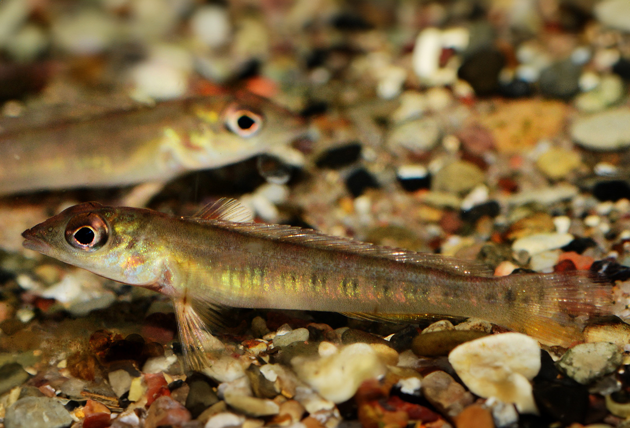 Tapajos teleocichla