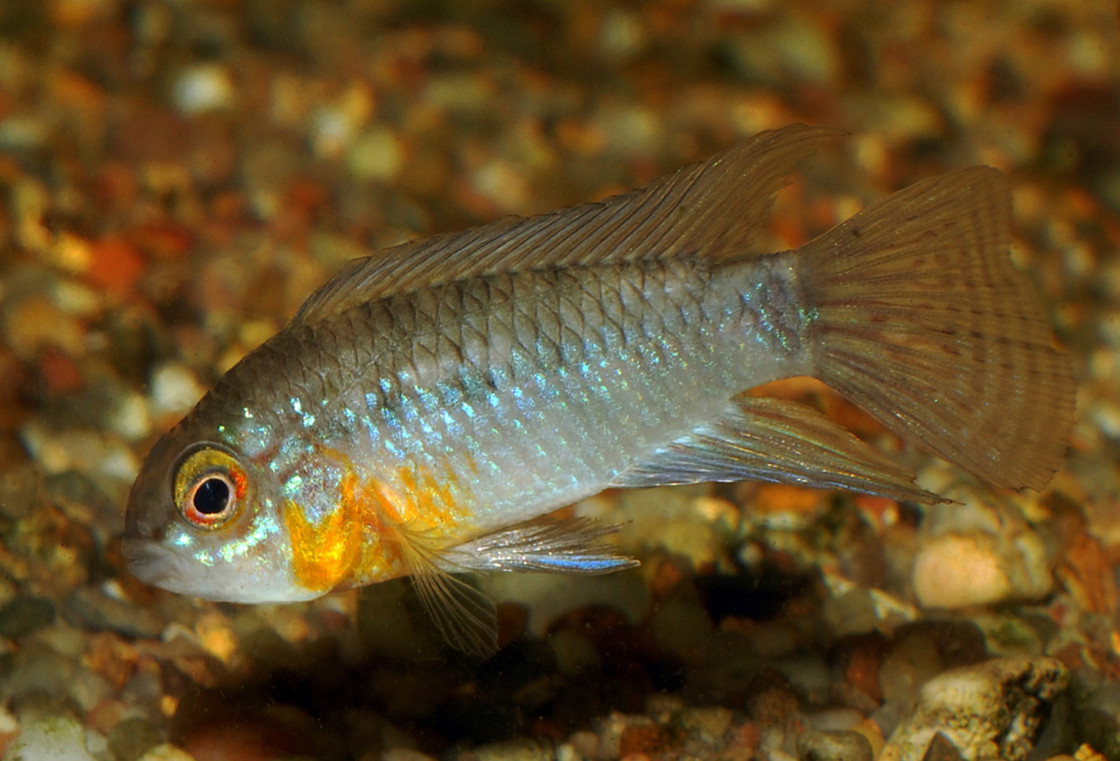 Foto på fisken Apistogramma linkei