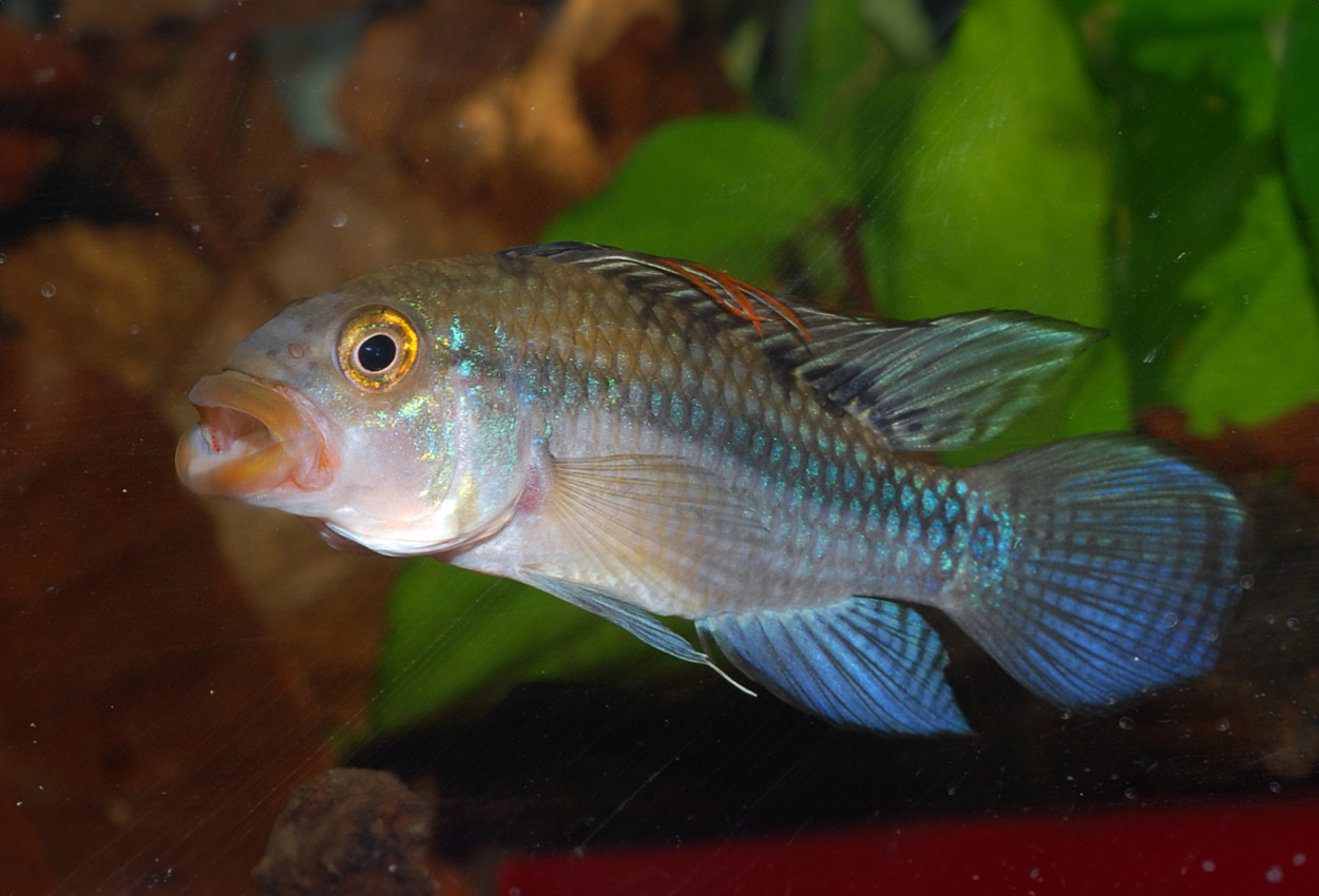 Foto på fisken Apistogramma guttata