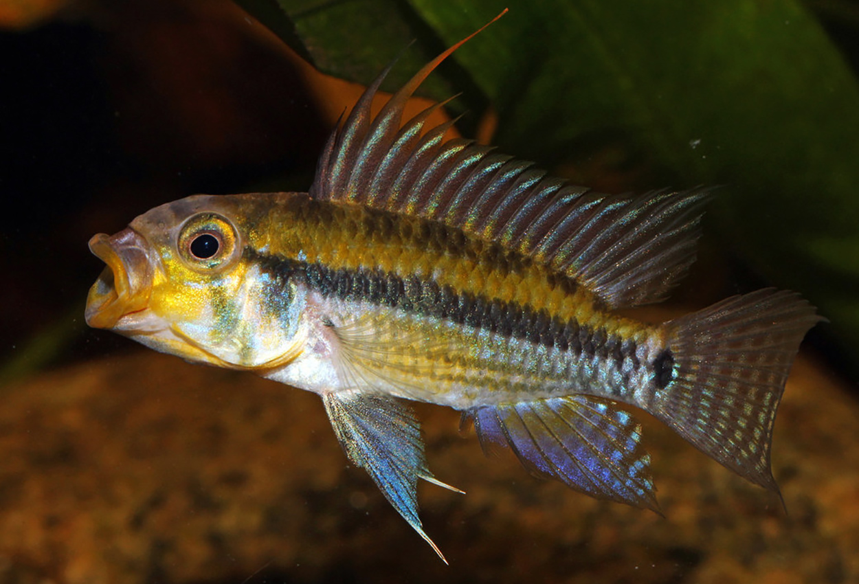 Foto på fisken Apistogramma juruensis