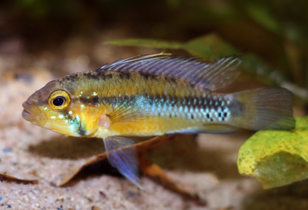 Atahualpas/sunset apistogramma, A175, A176