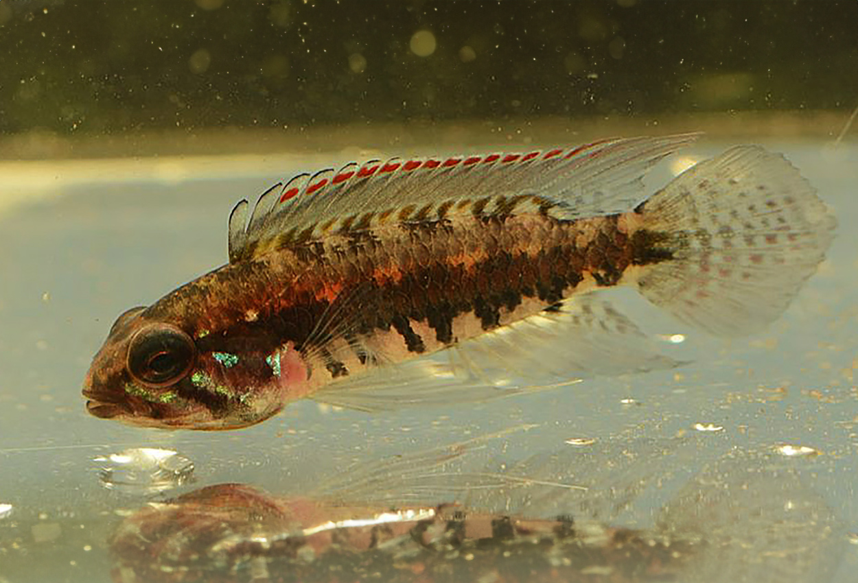 A129, dubbelbandad apistogramma.