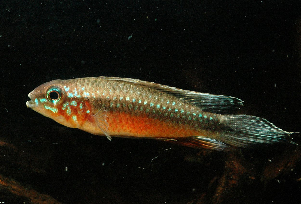 Foto på fisken Apistogramma elizabethae