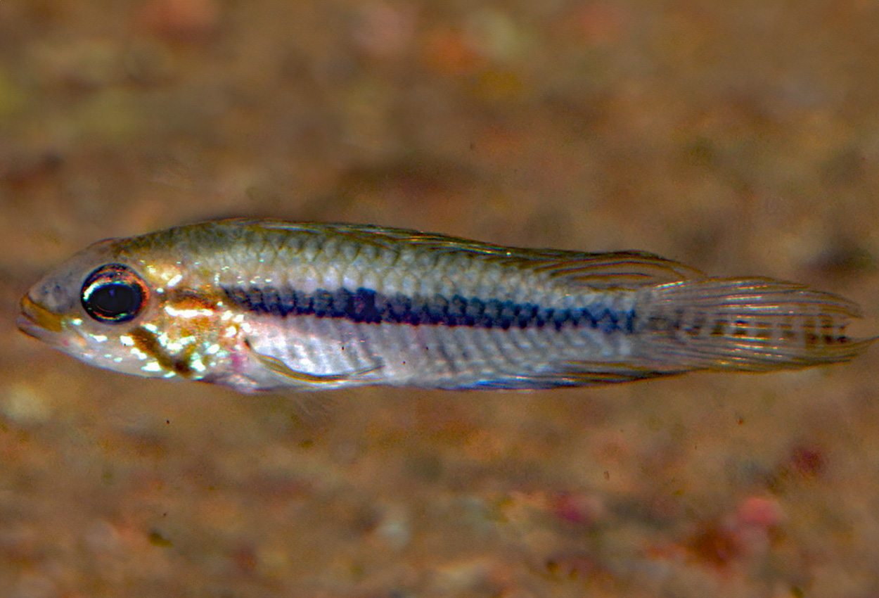 A209, Svartbandad apistogramma.