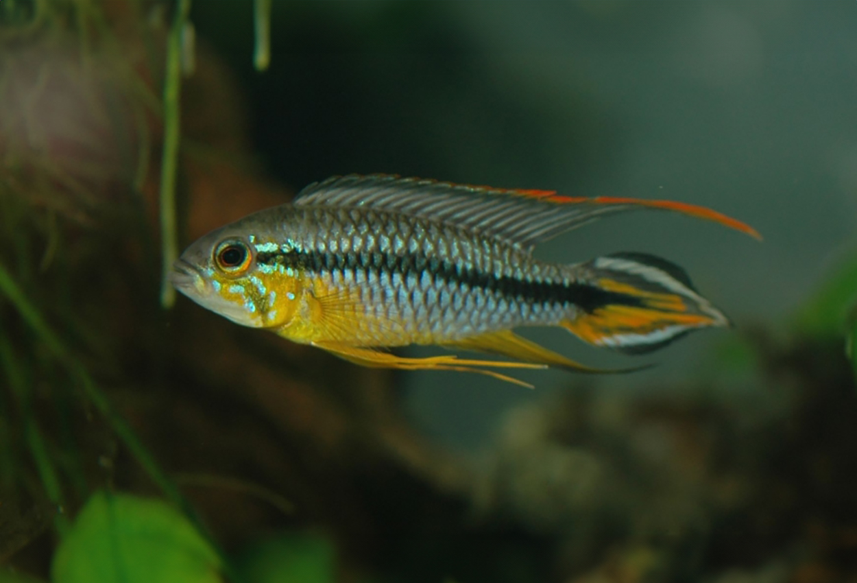 Alenquers apistogramma