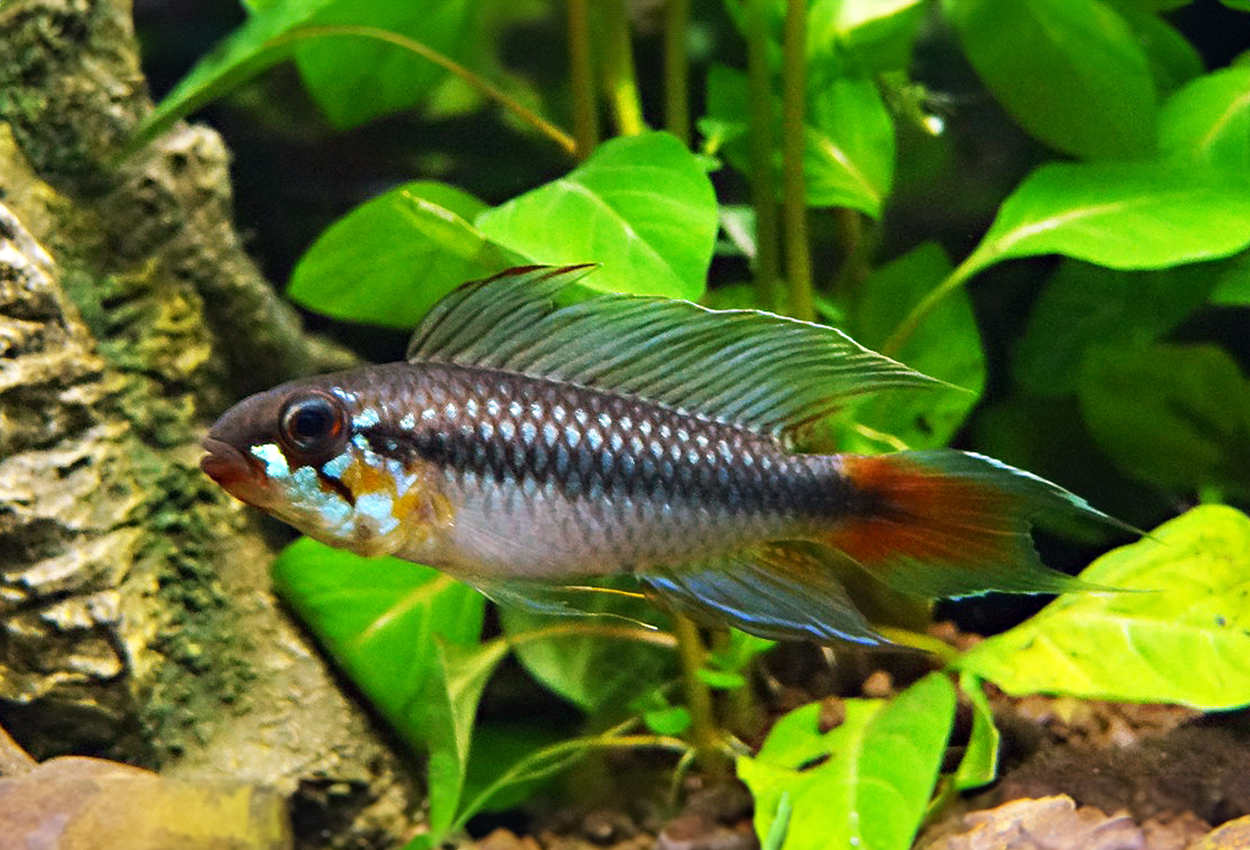 Segelfensapistogramma, rotkeil/blutkehl/Icana-apistogramma