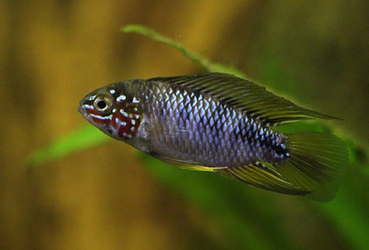 Foto på fisken Apistogramma borellii