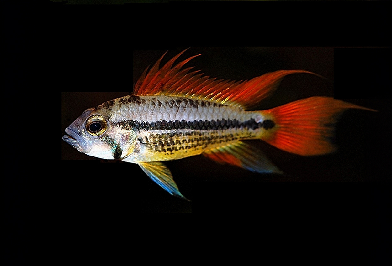 Foto på fisken Apistogramma cacatuoides
