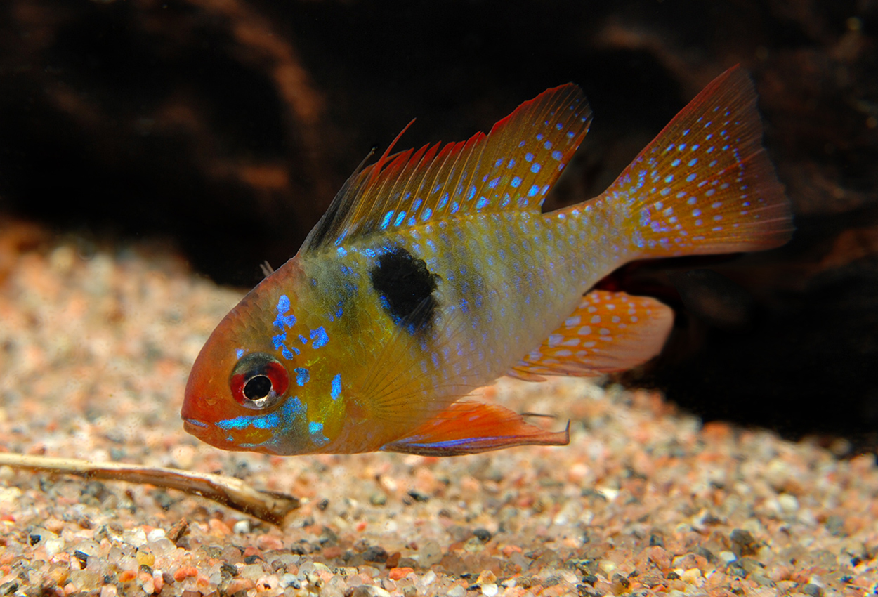 Foto på fisken Mikrogeophagus ramirezi