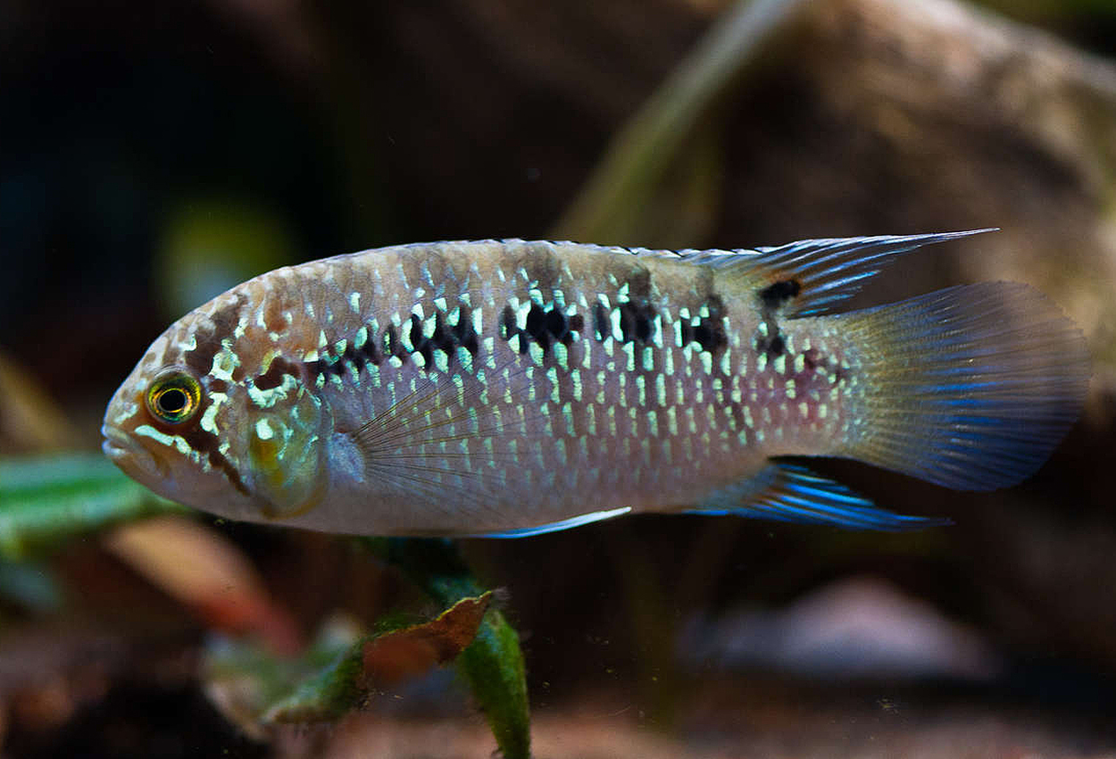 Zebraacara, Rio Negros dvärgciklid