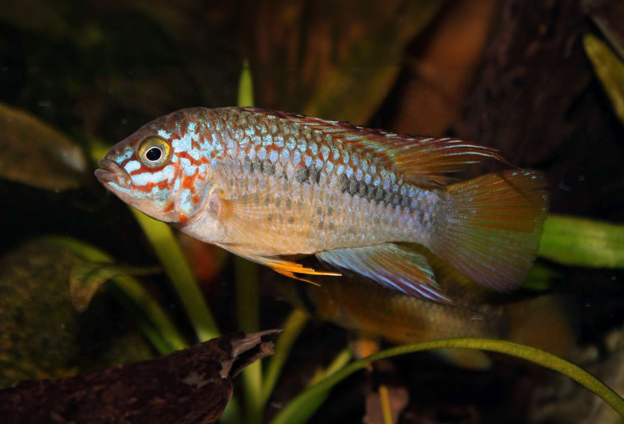 Papagei/Algodon/Pebas/Ampiyacu-apistogramma, A087-A092