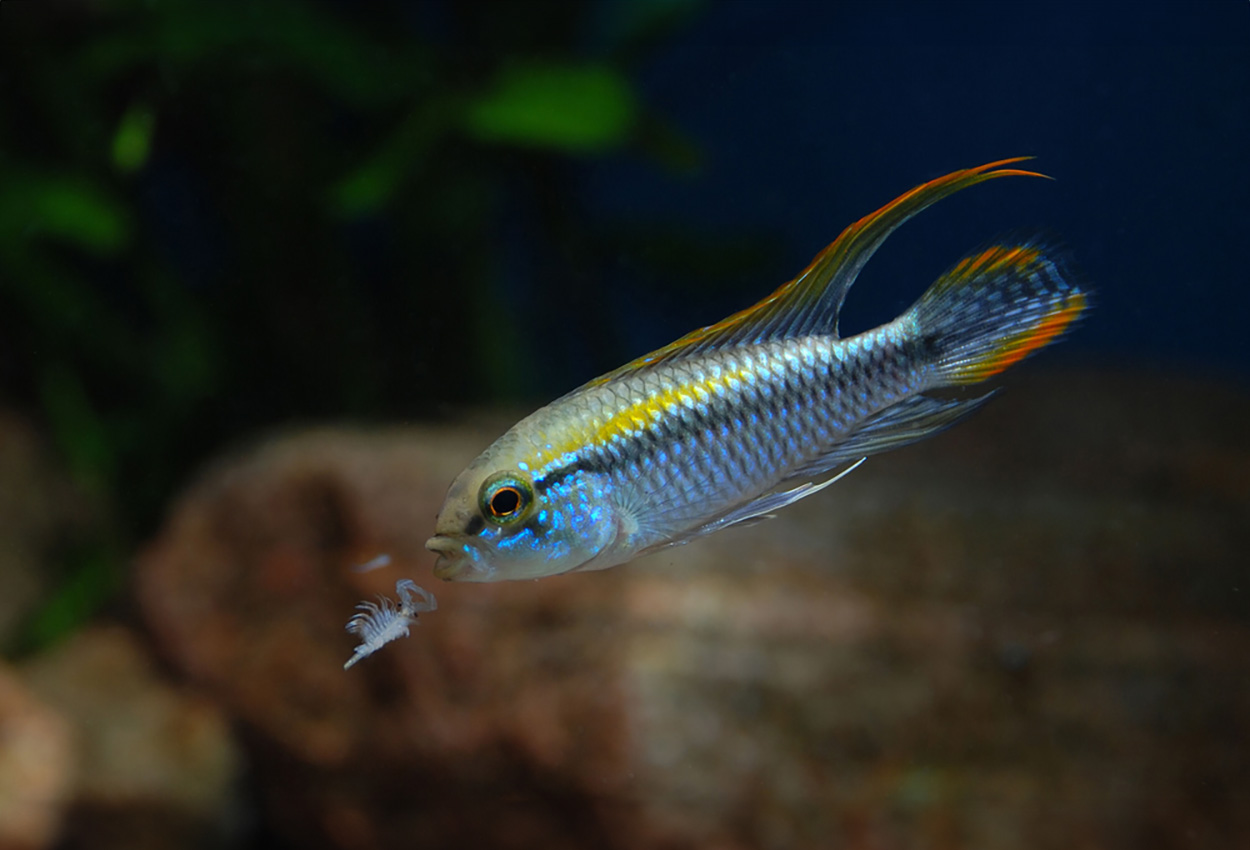 Pulchra apistogramma