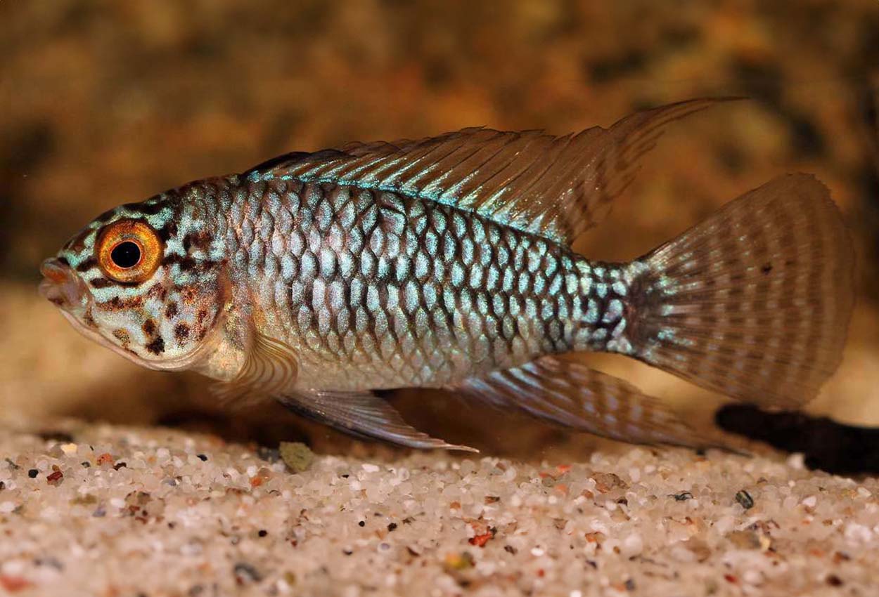 Steel blue/new blue/blaukopf/blue-head apisto