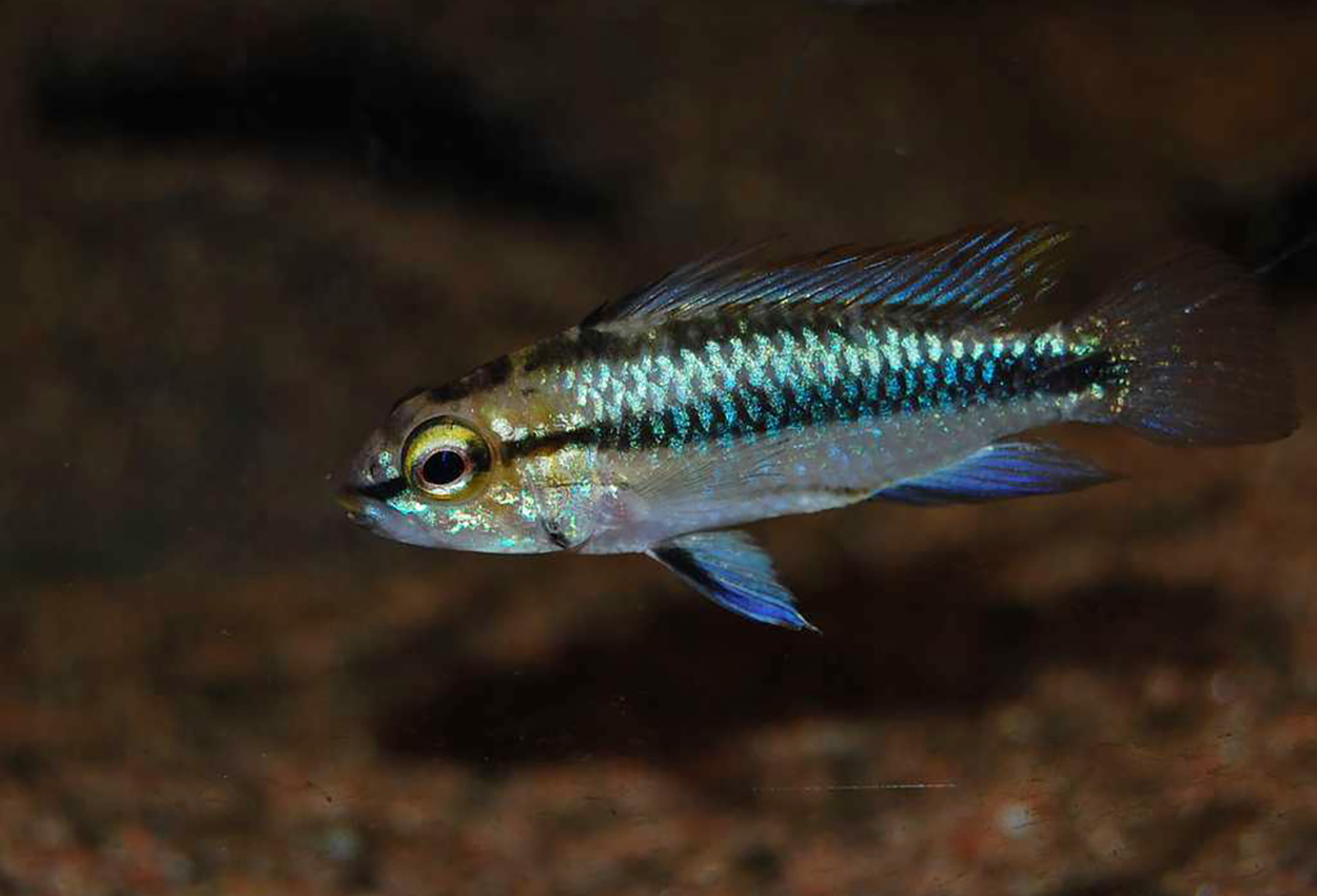 Trebandad apistogramma, blå apistogramma