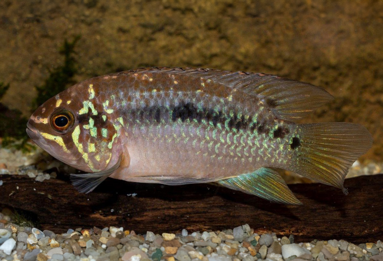 Guyanas Ivanacara