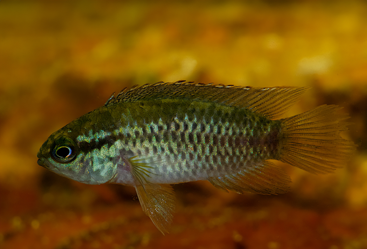 Foto på fisken Nannacara anomala